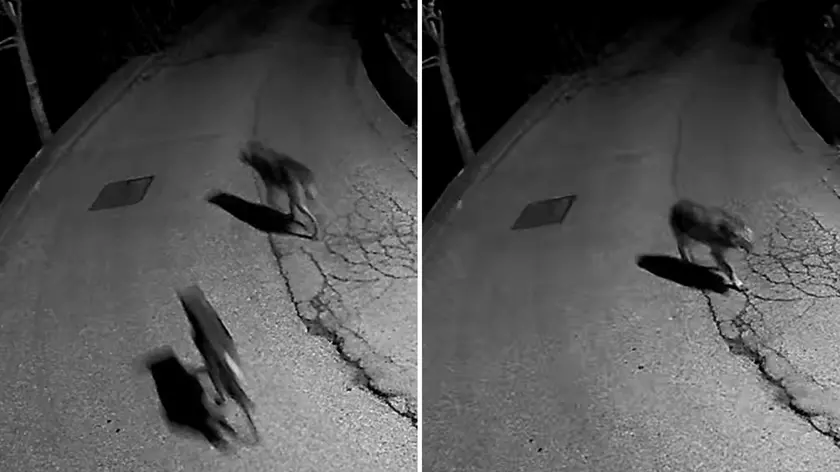 Le foto dei lupi scattate dal sindaco di Treppo Ligosullo nella frazione di Gleris, fuori dalla sua abitazione