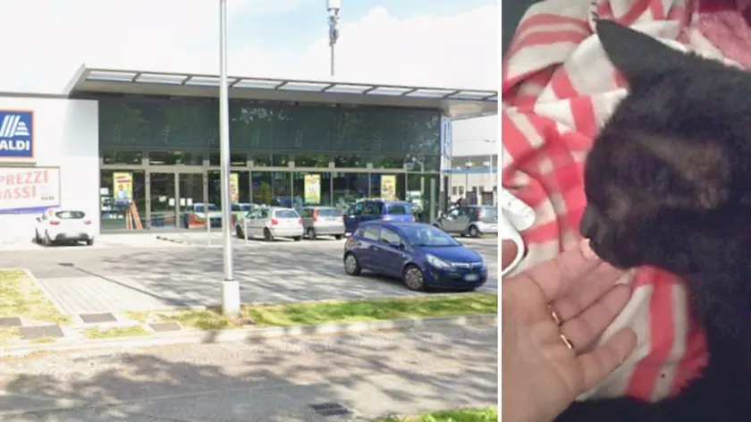 La zona di Viale Trieste dove è scomparso il micio, e un primo piano del gatto Domenico