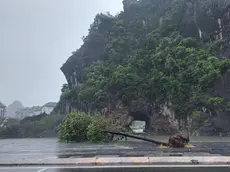epa11590858 A handout photo made available by Vietnam News Agency shows a fallen tree due to the strong winds as typhoon Yagi makes landfall, in Quang Ninh province, Vietnam, 07 September 2024. Typhoon Yagi, Asia's most powerful storm so far this year, made landfall in northern Vietnam on 07 September with wind speeds up to 149 kilometers per hour, according to the National Centre for Hydro-Meteorological Forecasting. EPA/VIETNAM NEWS AGENCY/HANDOUT VIETNAM OUTHANDOUT EDITORIAL USE ONLY/NO SALES