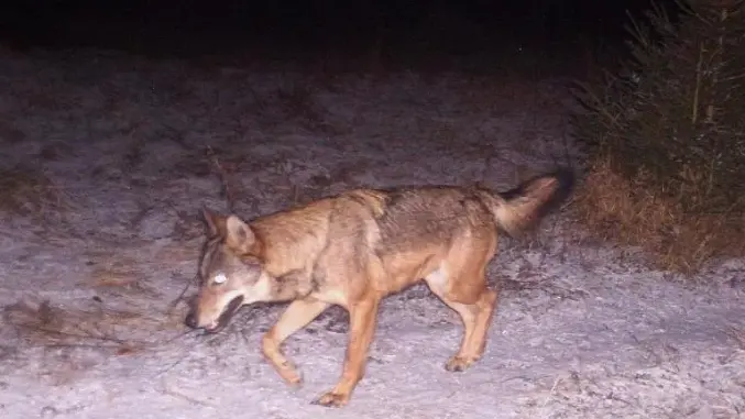 Un’altra incursione di lupi in Val Tramontina