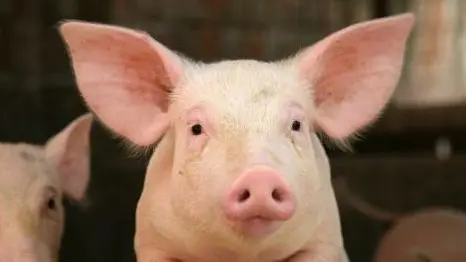 Cute pig