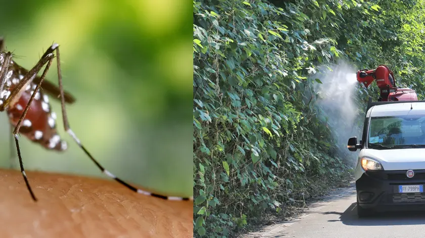2002, Atlanta, Georgia, USA --- A blood-engorged female Aedes albopictus mosquito feeds on a human host. Under successful experimental transmission, Aedes albopictus has been found to be a vector of West Nile Virus. --- Image by © CDC/PHIL/CORBIS