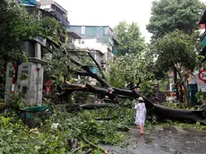 epa11592885 A woman stands next to a fallen tree after typhoon Yagi's landfall in Hanoi, Vietnam, 08 September 2024. Typhoon Yagi, Asia's most powerful storm so far this year, made landfall in northern Vietnam on 07 September, killing 14 people and injuring 220 others, according to statistics from the Vietnam Disaster and Dyke Management Authority under the Ministry of Agriculture and Rural Development. EPA/LUONG THAI LINH
