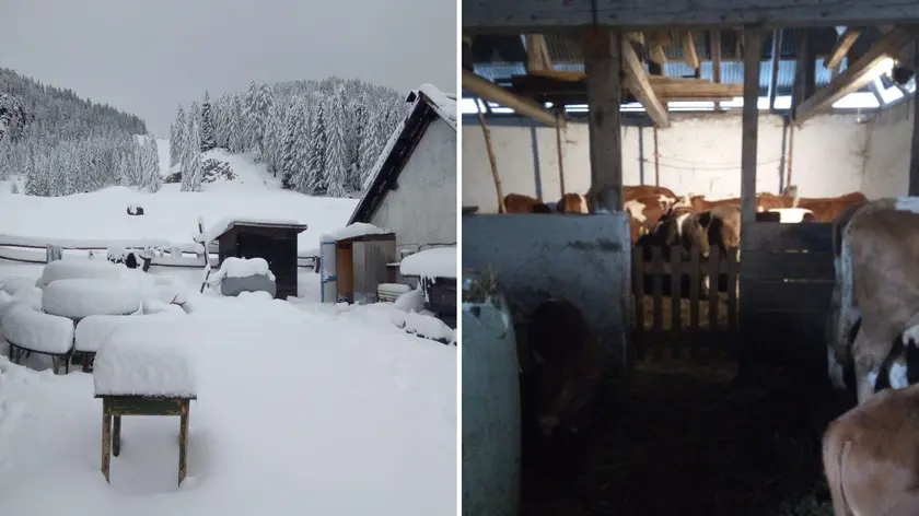 Gli animali, in particolare vacche e asini, erano scesi autonomamente dalla Malga Lussari