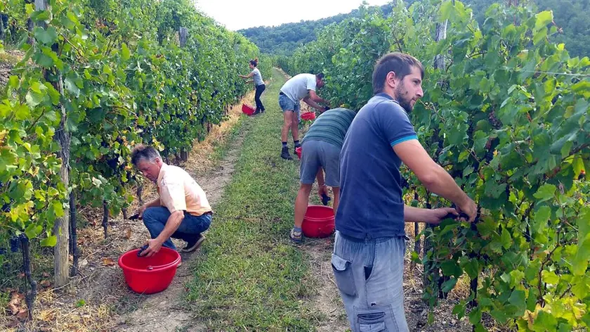 Cividale 23 Agosto 2017. Vendemmia Azienza Rodaro di Spessa. © Foto Petrussi
